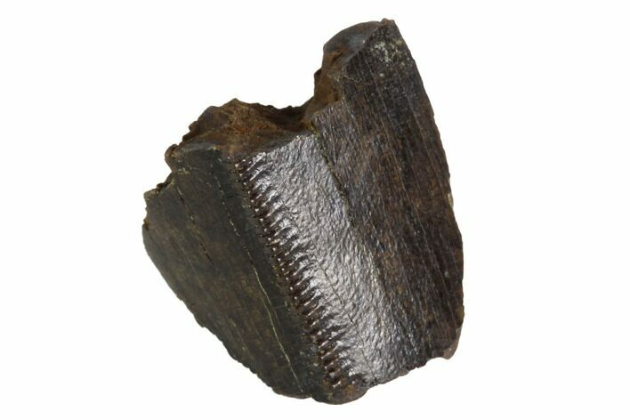 Serrated, Tyrannosaur Tooth Fragment - Montana #91387